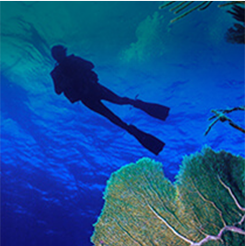 Scuba Diving in Grand Cayman, Cayman Islands